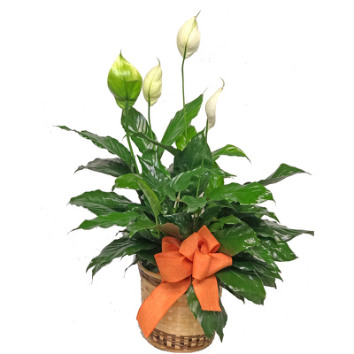 Peace Lily Plant from your local Clinton,TN florist, Knight's Flowers